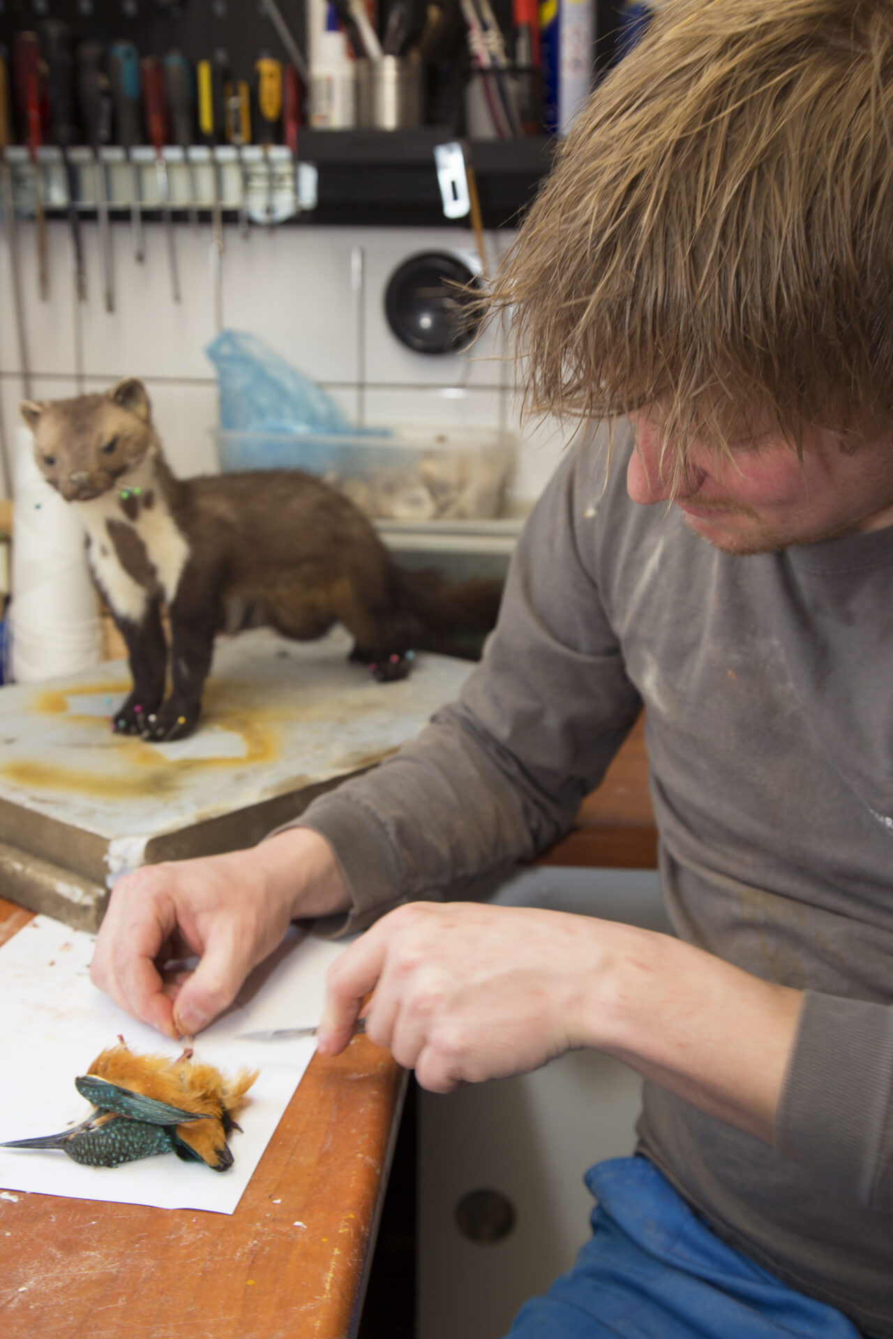 A skilled taxidermist meticulously applying the freeze-drying technique to preserve the natural beauty of a bird