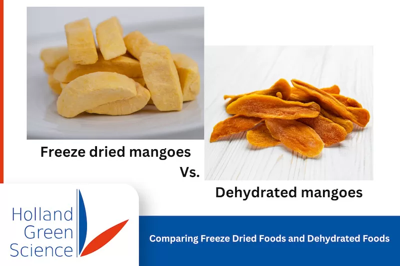 Visual Contrast in Preservation Methods: A side-by-side comparison highlighting the visual differences between freeze dried mangoes and dehydrated mangoes.