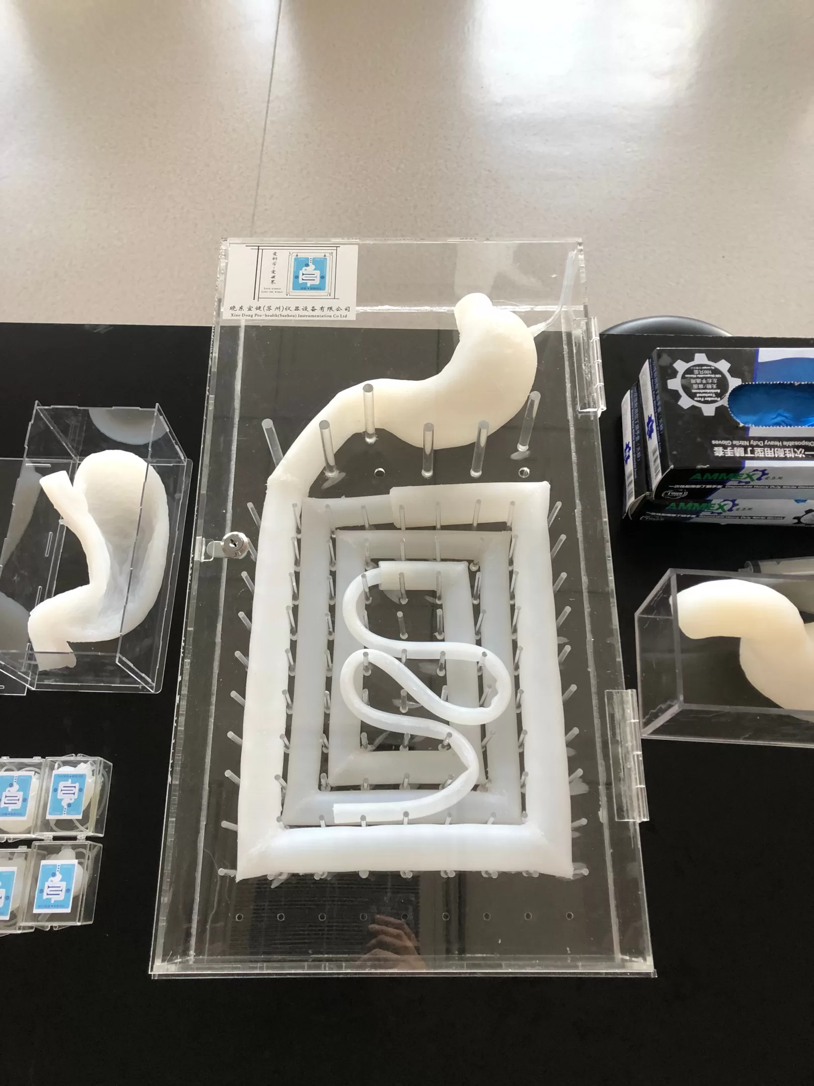 First versions of the 3D modeled stomach and small intestine and large intestine 