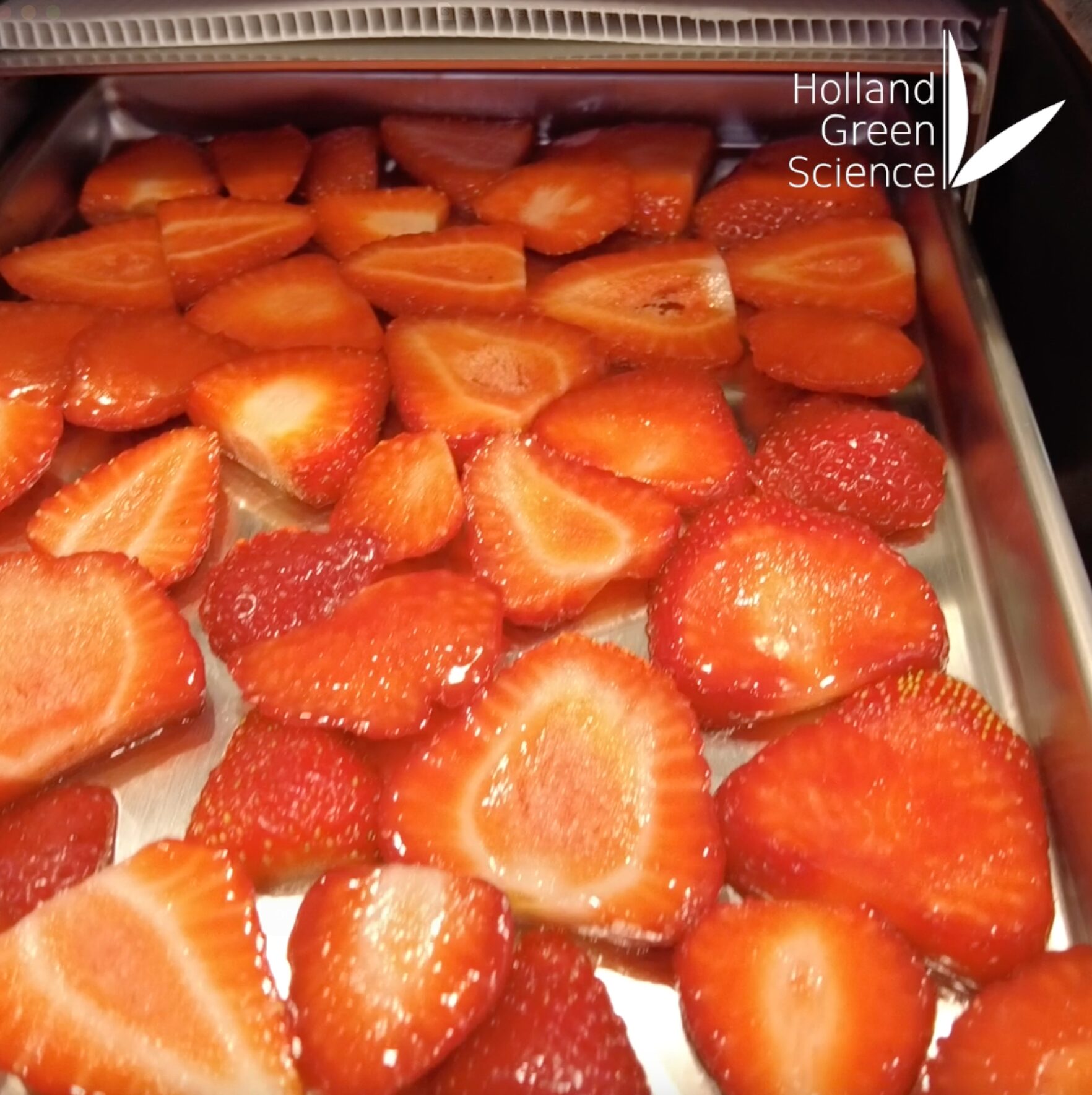 Fresh strawberry's entering a Xiros Mikro freeze dryer 